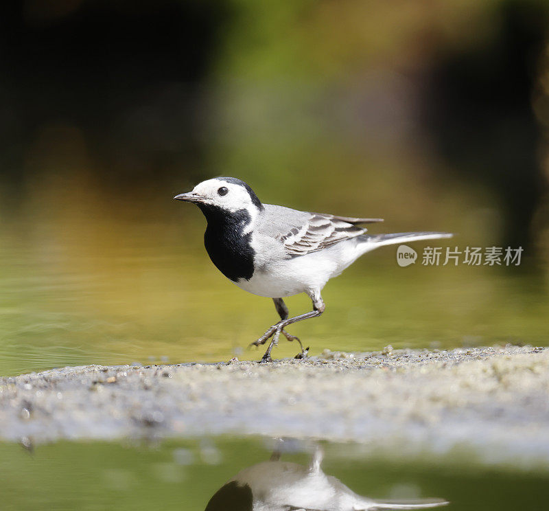 白鹡鸰(Motacilla alba)